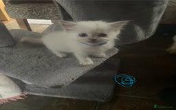 Ragdoll cats for sale: Ragdoll kittens - Image 8
