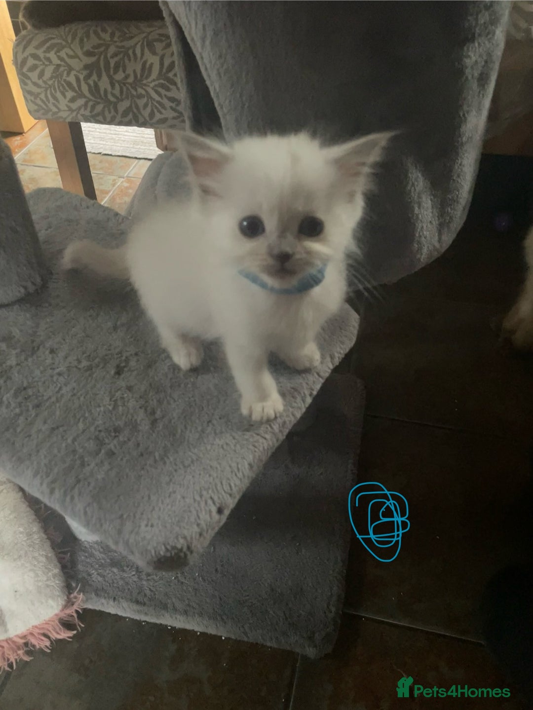 Ragdoll cats for sale: Ragdoll kittens - Image 8