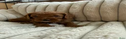 Cavapoochon dogs for sale: Last one - Mr Green looking for his forever family - Advert 25