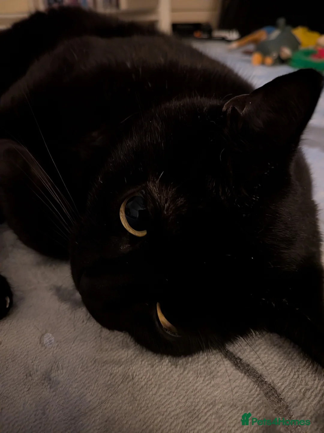 Gallery Image {{count}}