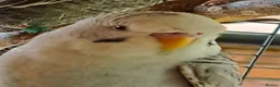 Budgerigars birds for sale: Young budgies .Dun fallow & Cinnamon - Advert 3