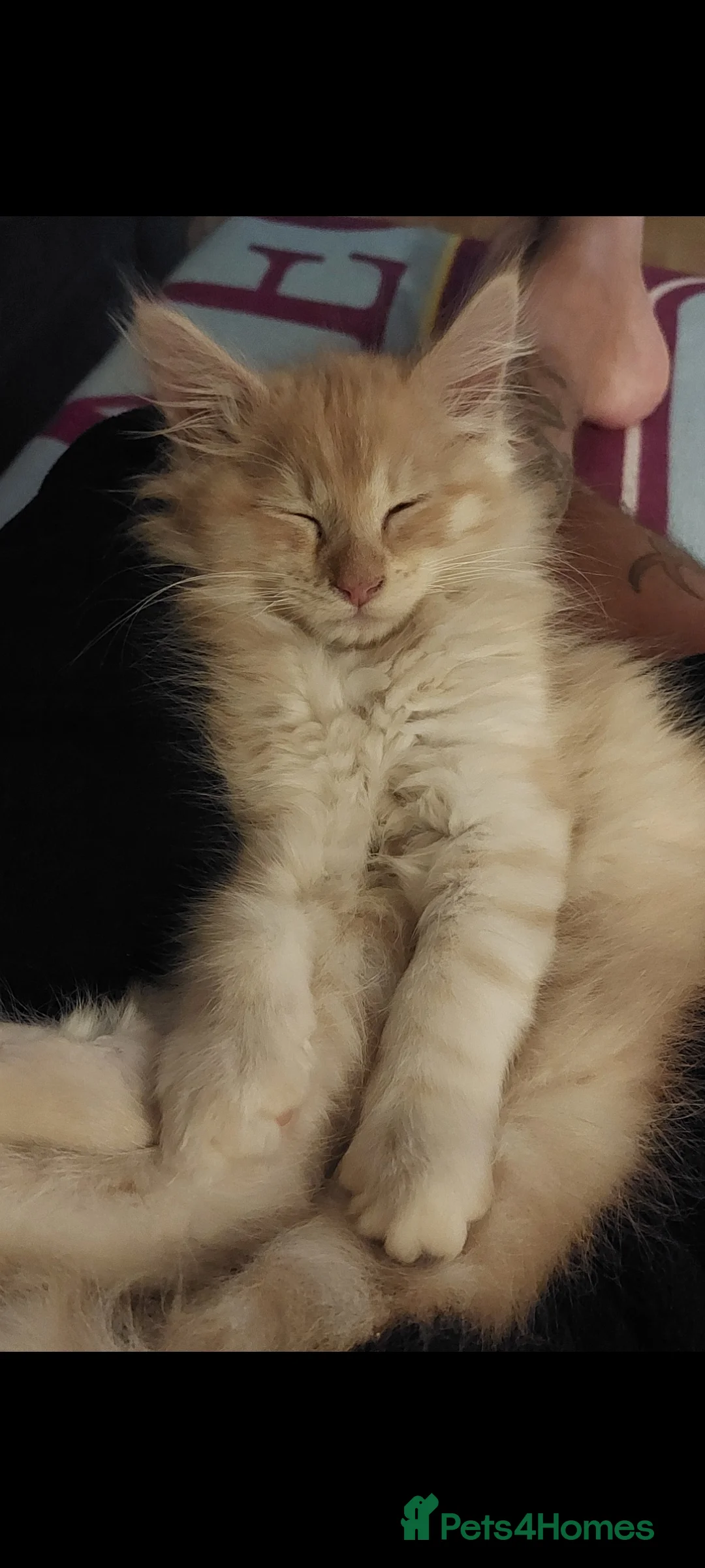 Maine Coon cats for sale: Maine coon kitten - Advert 3