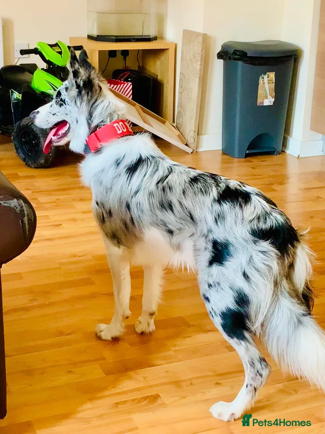 Border Collie dogs for stud: PROVEN! STUD ONLY! Stunning Merle Border Collie. in Coventry - Advert 6