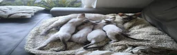 Devon Rex cats for sale: Devon Rex kittens pointed💙blue eyes💙 - Advert 6