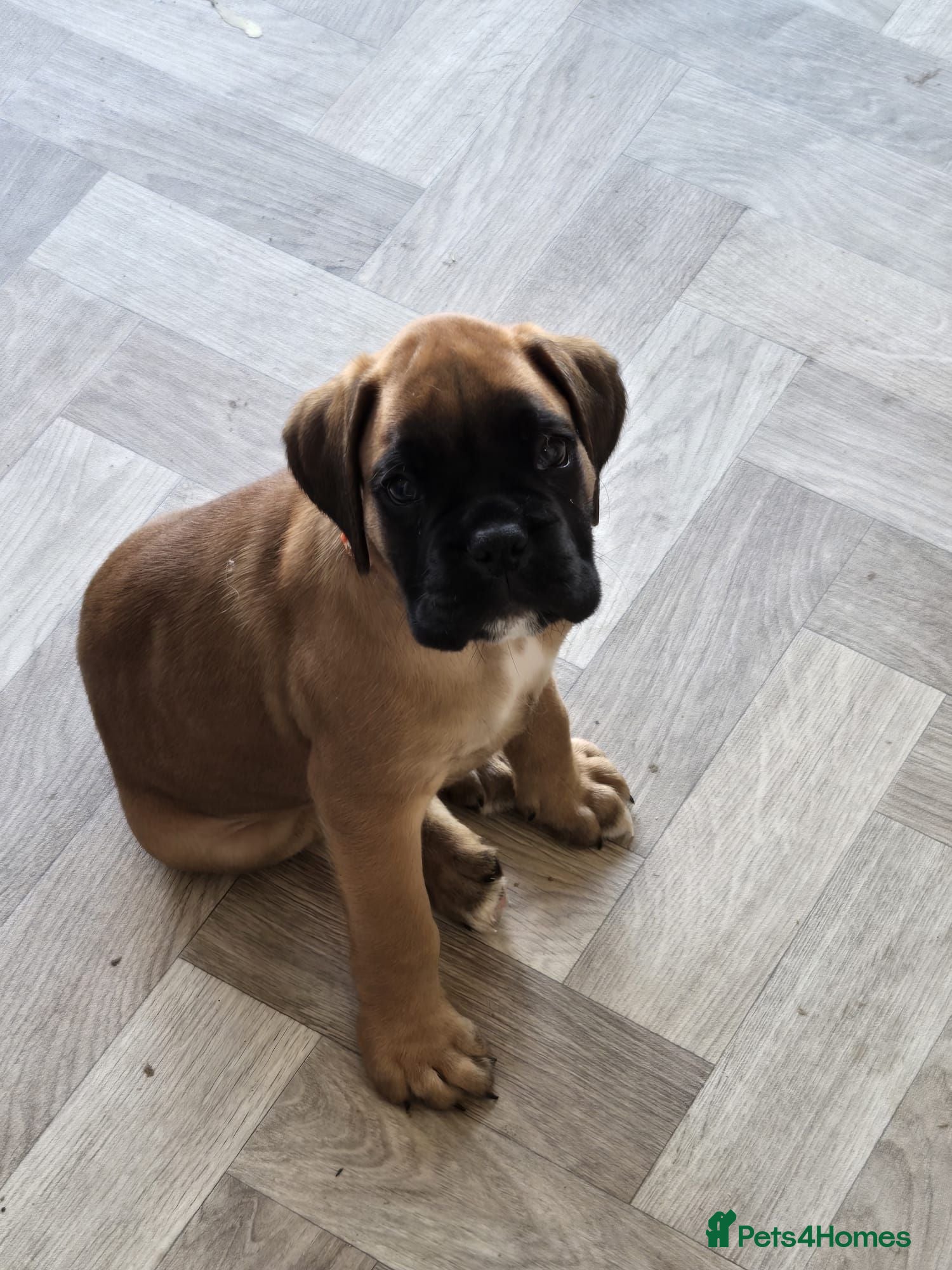 Boxer dogs Boxer Puppies Ready soon - Advert 1
