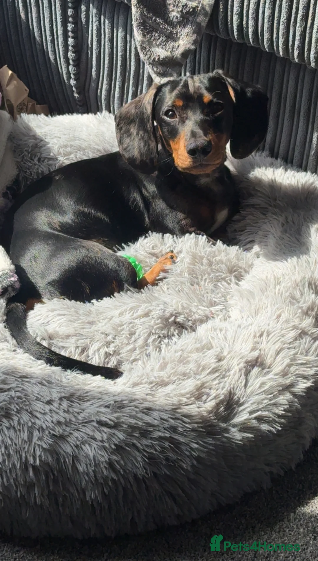 Miniature Dachshund dogs for sale: Very sad sale of my boy. - Advert 2