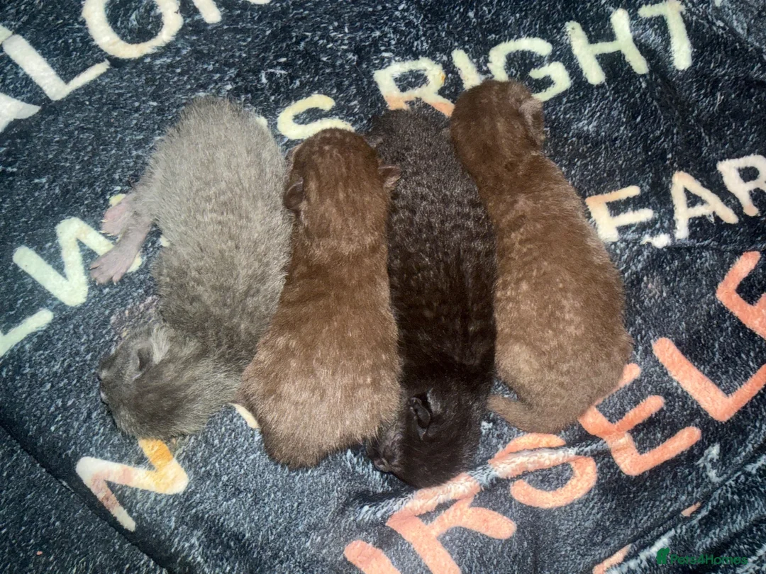 Ragdoll cats for sale: 3 beautiful kittens ragdoll x synths brown & black - Advert 1