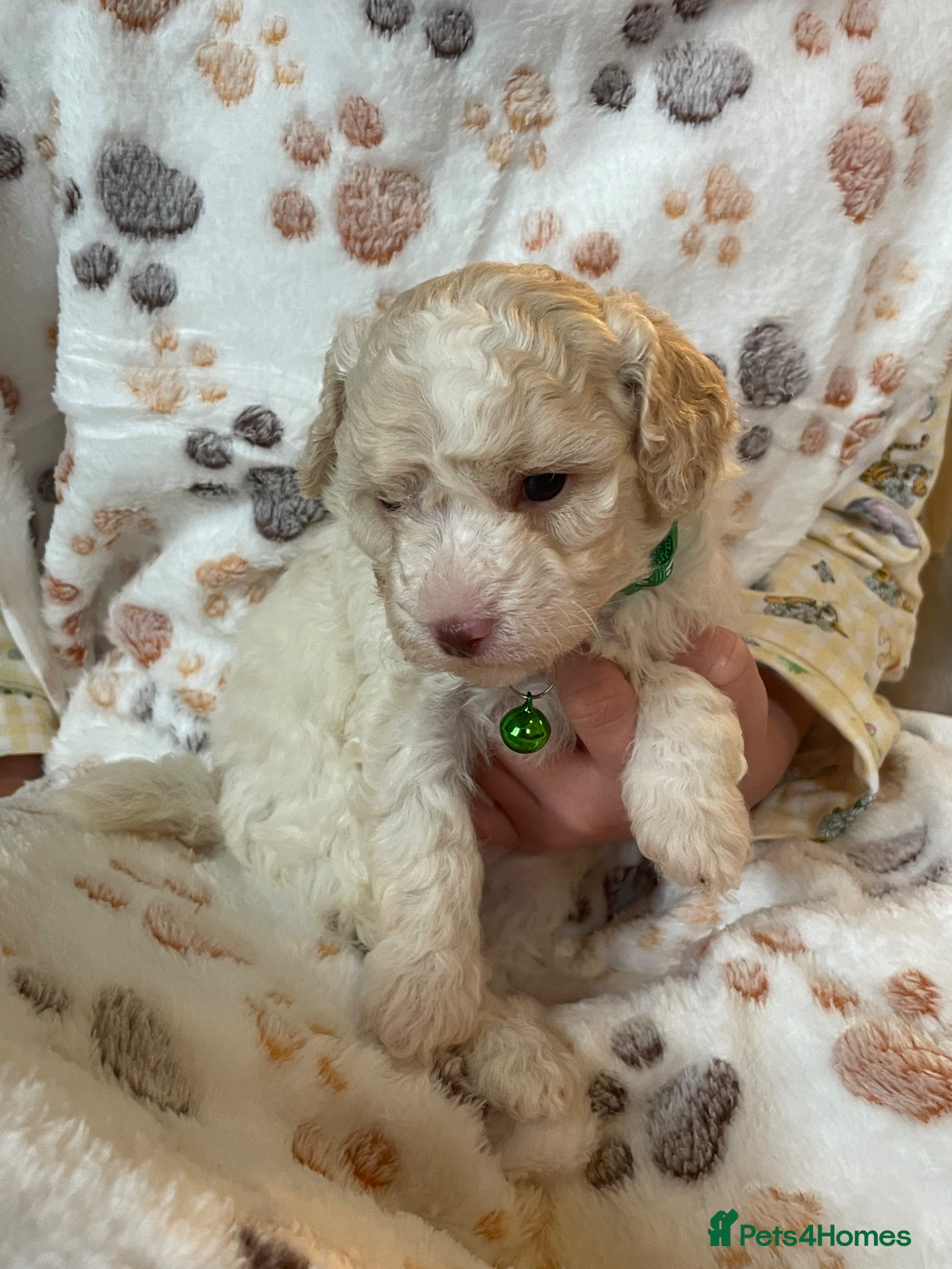 Cockapoo dogs F1b cocapoo  - Advert 2