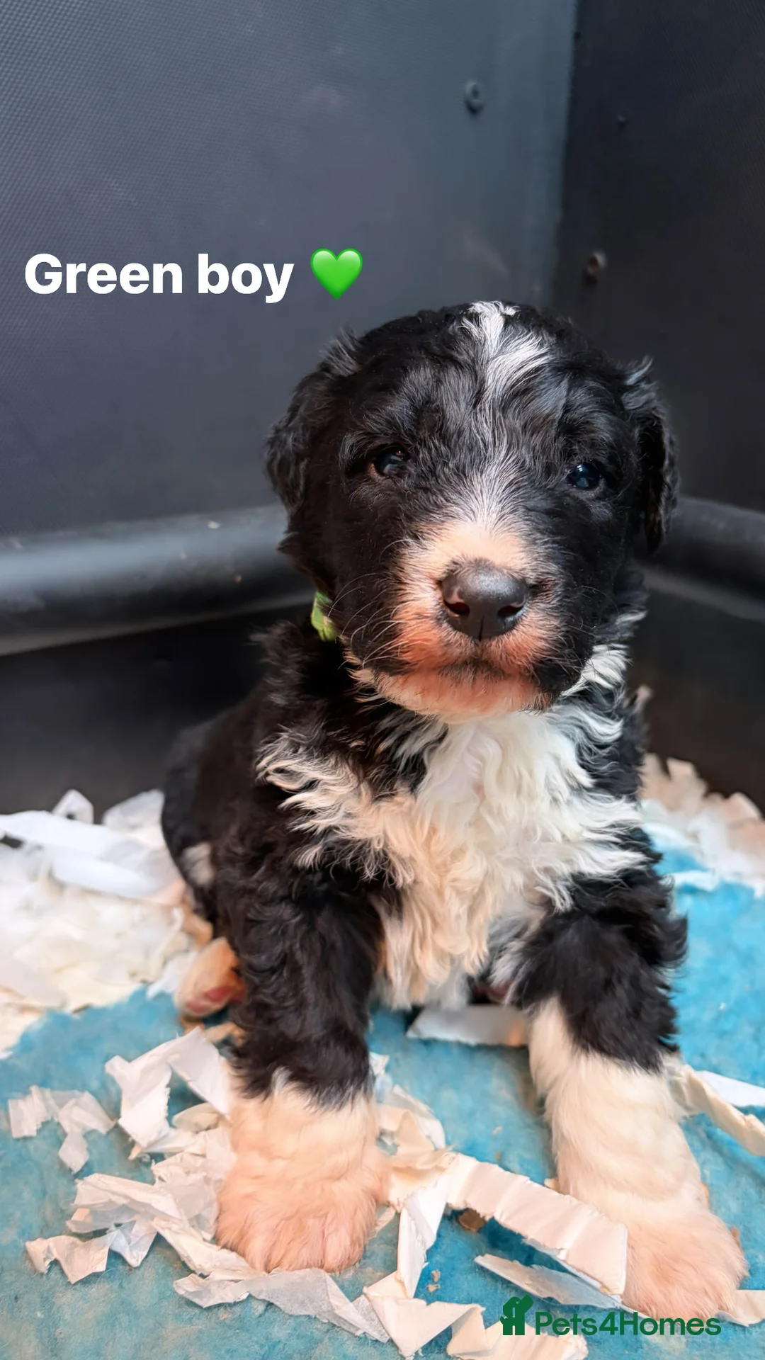 Bernedoodle dogs for sale: 🌸 Stunning Standard Bernedoodles 💙 - Advert 2