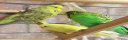 Budgerigars birds for sale: Budgies  in Sleaford - Advert 9