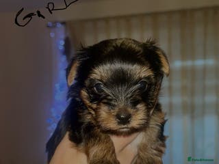 Yorkshire Terrier dogs Stunning Yorkshire Terriers Puppies - Advert 1