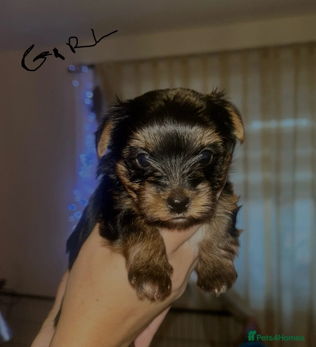 Yorkshire Terrier dogs for sale: Stunning Yorkshire Terriers Puppies  - Advert 1