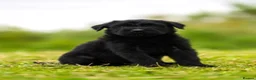 Giant Schnauzer dogs for sale: Working line Giant schnauzer puppies - Advert 9