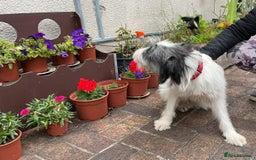 Mixed Breed dogs for adoption: Beautiful & Gentle KATALYA - for a Loving Home - Image 9