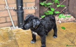 Border Collie dogs for sale: LAST BEAUTIFUL BORDER COLLIE - Image 6