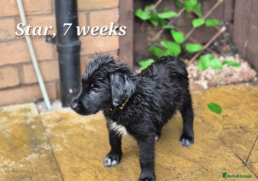 Border Collie dogs for sale: LAST BEAUTIFUL BORDER COLLIE - Image 6