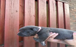 Cane Corso dogs for sale: cane corso pups - Image 3