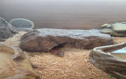 Corn Snake reptiles for sale: Adult corn snake plus enclosure - Image 2