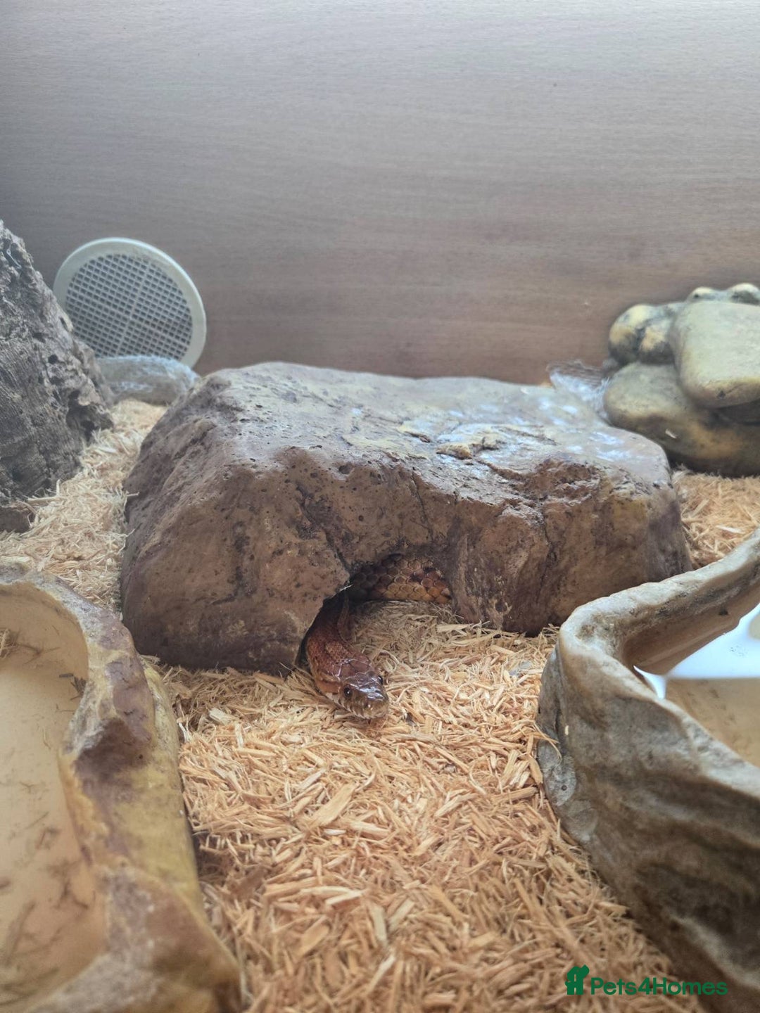 Corn Snake reptiles for sale: Adult corn snake plus enclosure - Image 2