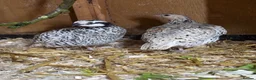 Quail poultry for sale: Snowflake Bobwhite Hatching eggs  - Advert 4