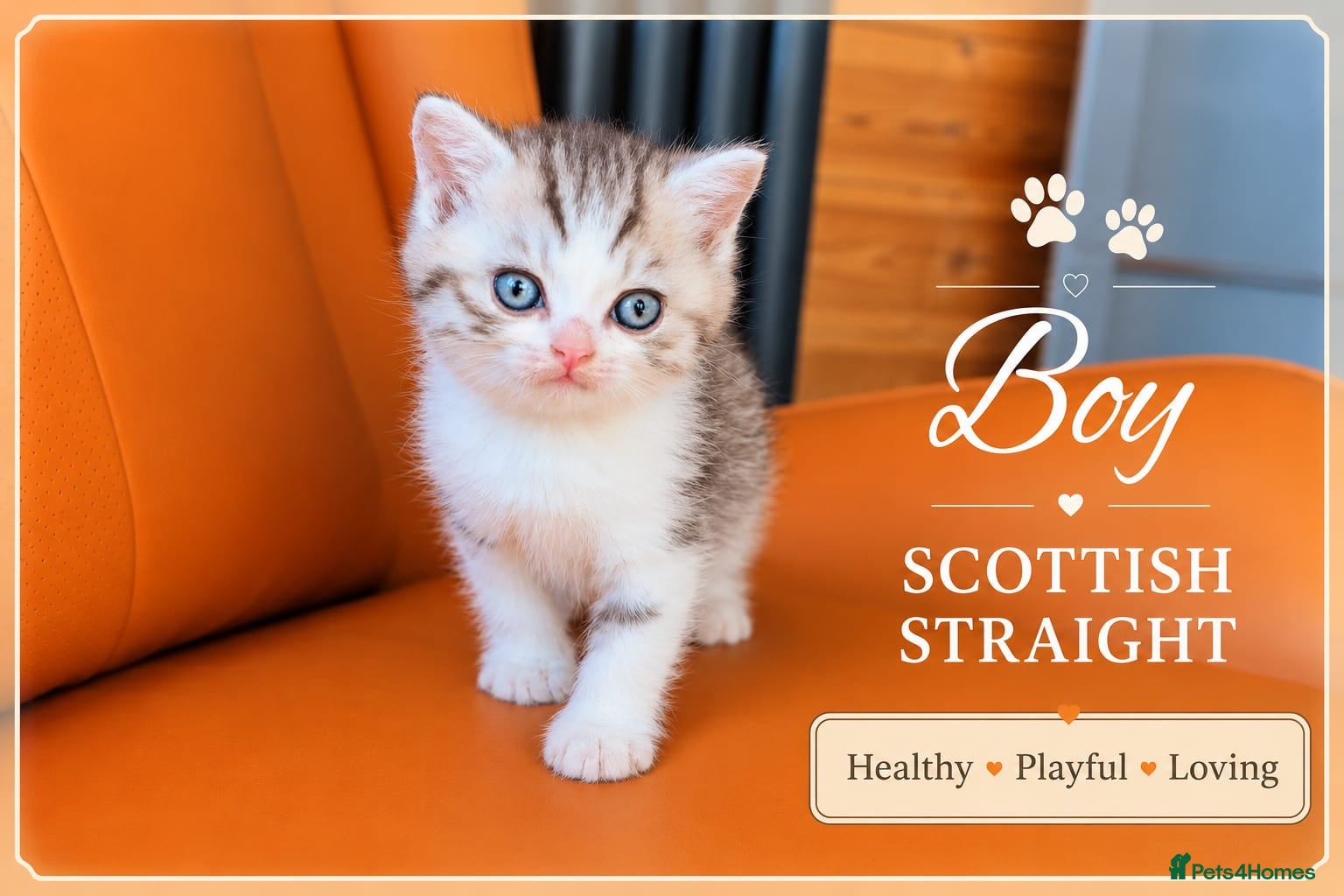 Scottish Fold cats for sale: Scotish Fold Kittens - Advert 7