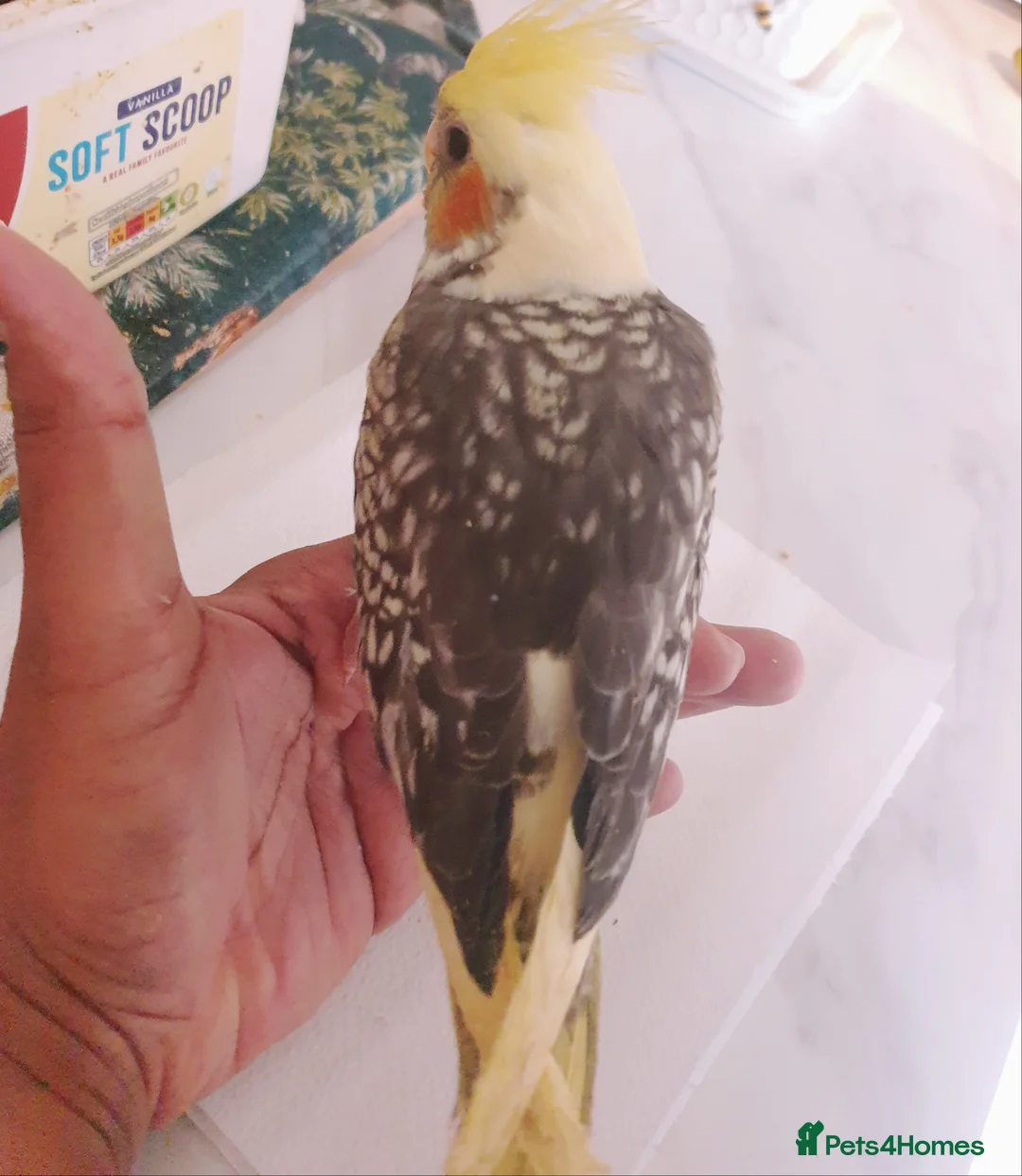 Cockatiels birds for sale:  hand reared baby cockatiels, new available Now* - Advert 6