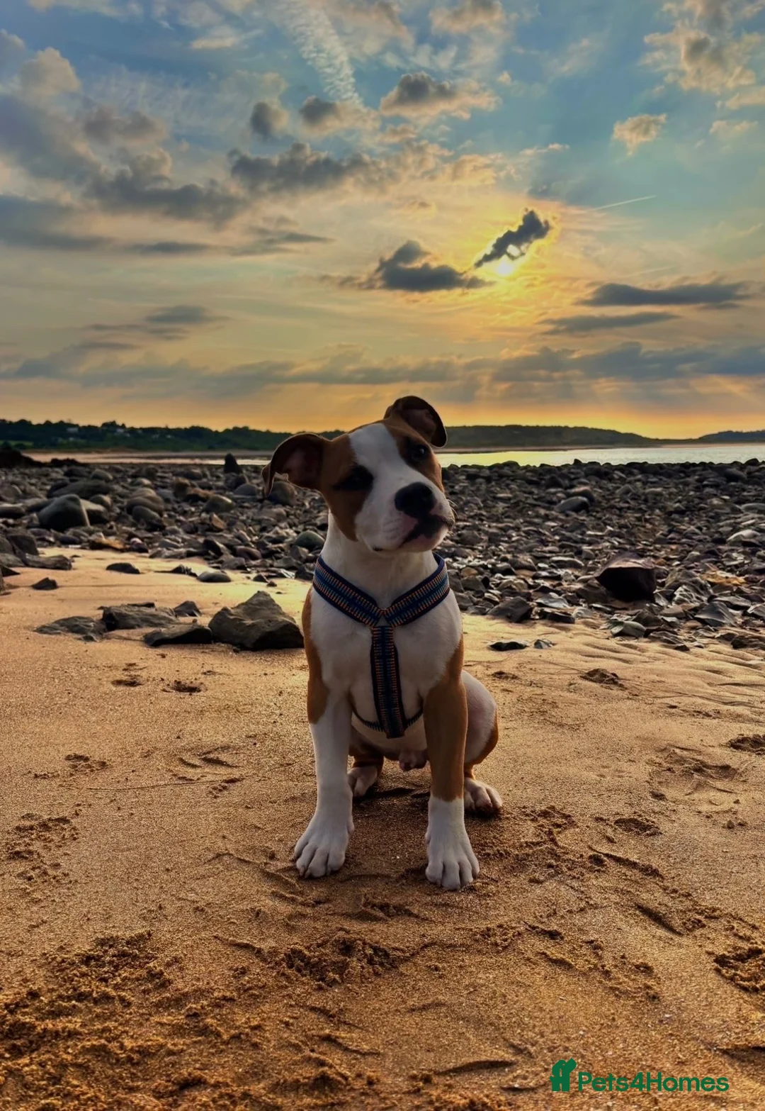 American Bulldog dogs for sale: American Bulldog 6 months old  - Advert 18
