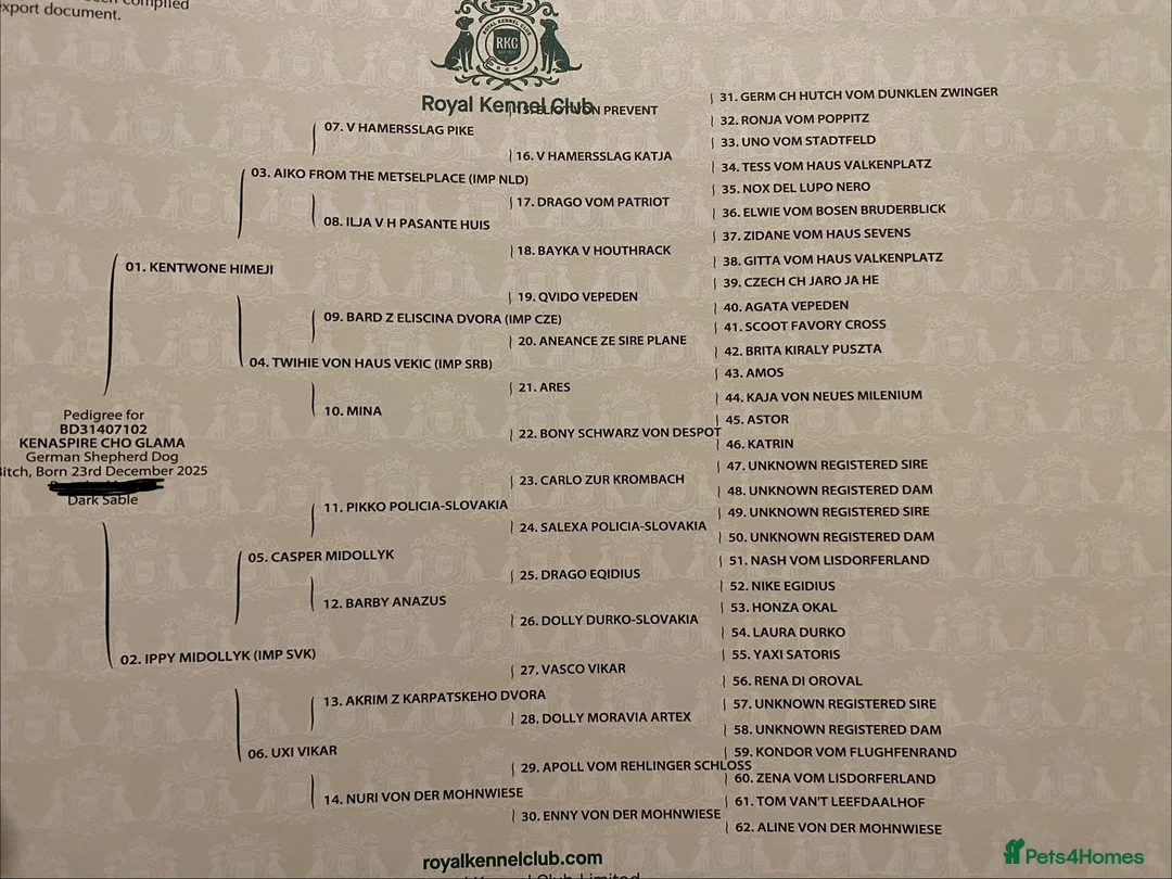 German Shepherd dogs for sale: Rare DDR German shepherds ‼️ - Advert 8