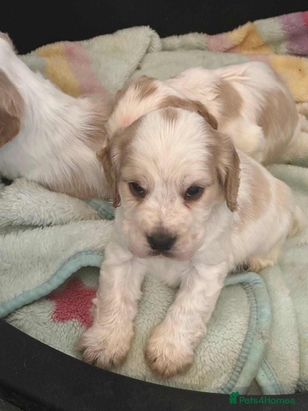 Cocker Spaniel dogs for sale: 1 boy available orange roan  - Advert 15