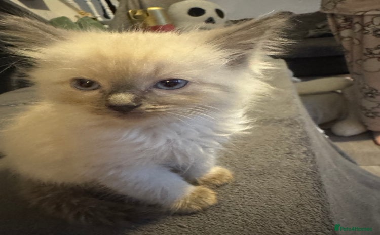 Ragdoll cats - Advert 8