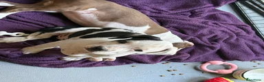 Mixed Breed Puppy 3