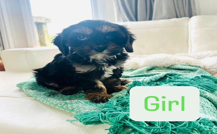 Cavapoo dogs - Advert 1