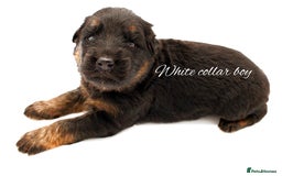German Shepherd dogs for sale: KC GSD Puppies – Champion Bloodline Pairing - Image 5