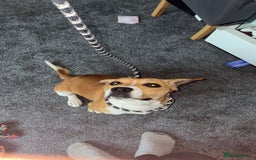 Mixed Breed dogs for sale: 19 month old Staffy X beagle X border collie  - Image 1