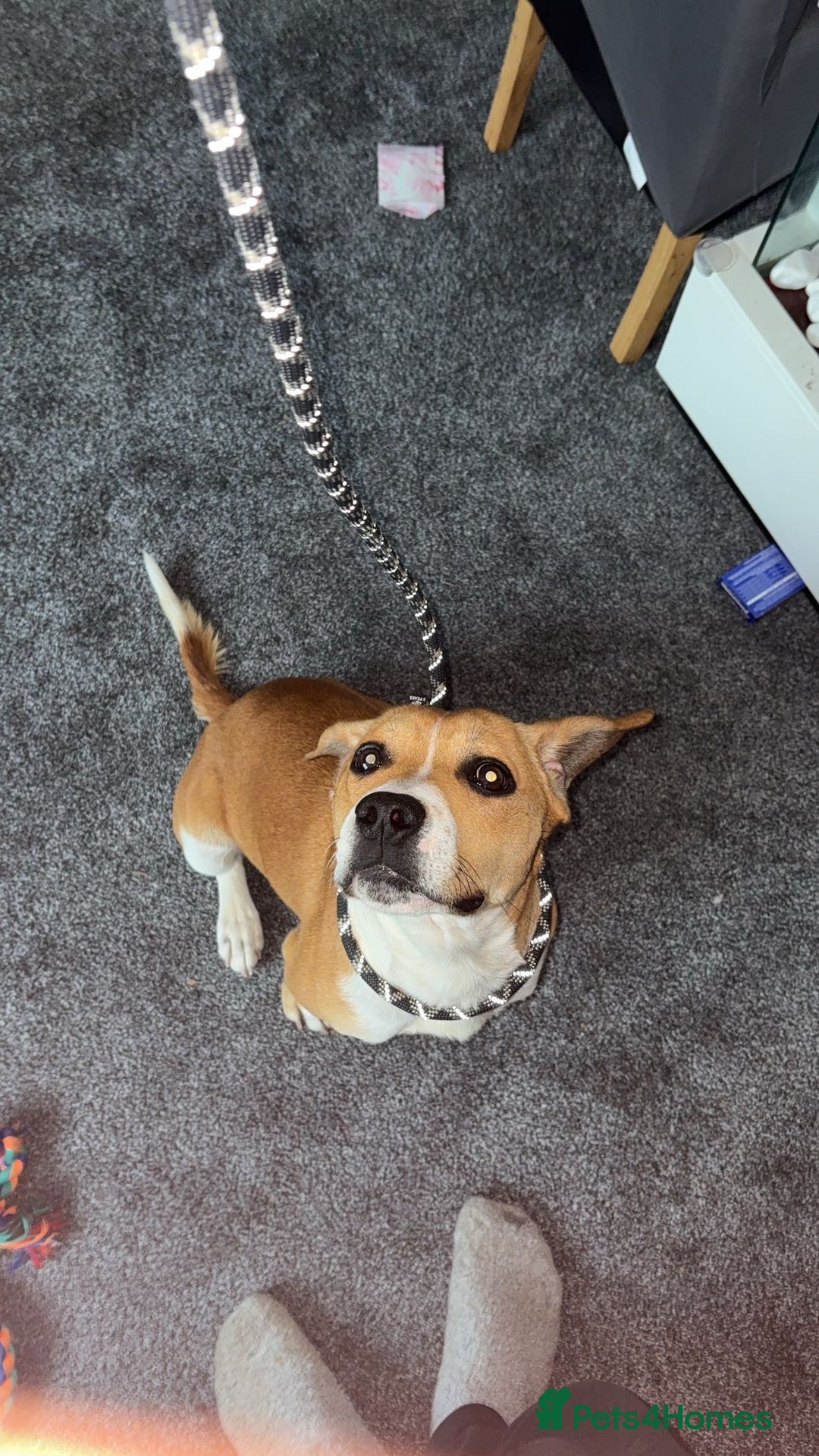 Mixed Breed dogs for sale: 19 month old Staffy X beagle X border collie  - Image 1