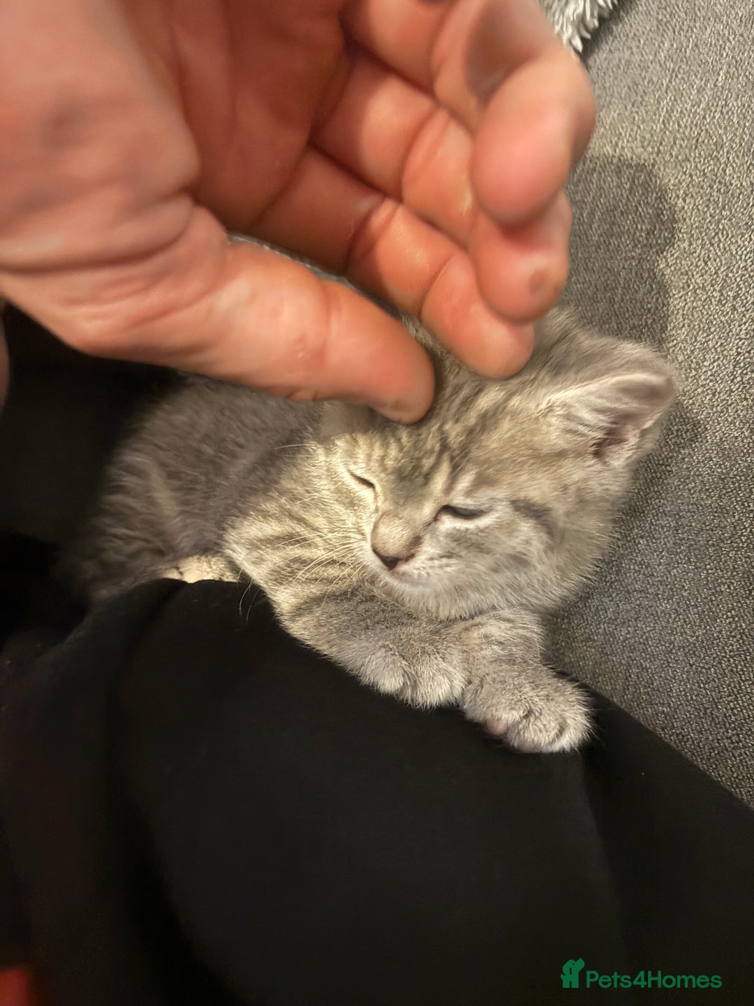 Mixed Breed cats for sale: Kittens for sale  - Image 3