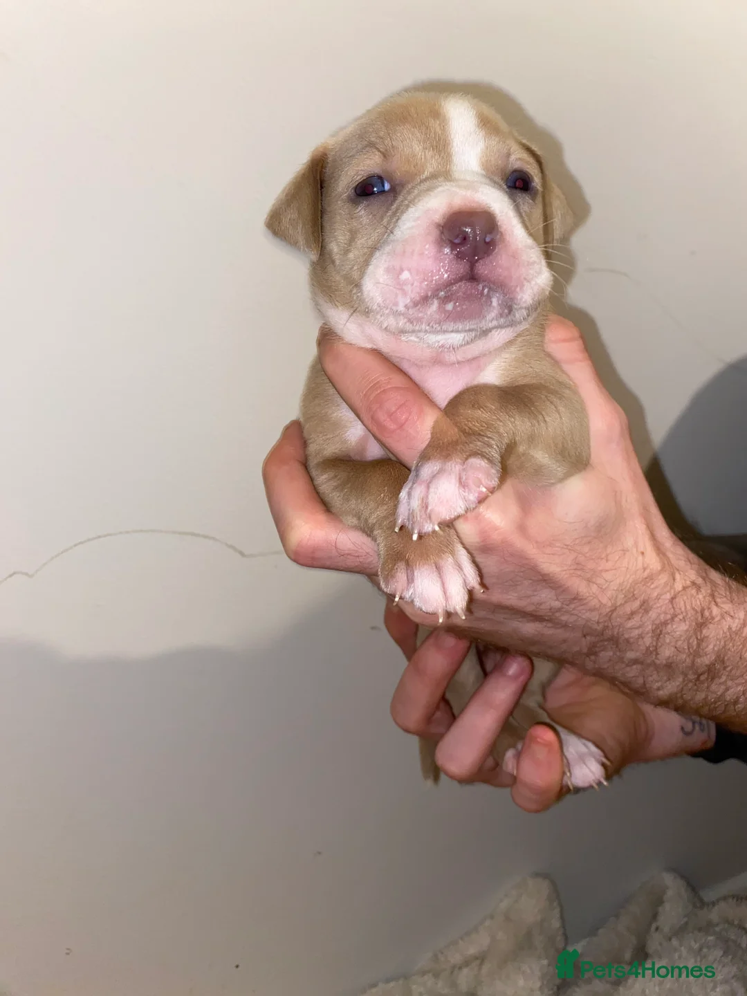Mixed Breed dogs for sale: Pocket bully - Advert 5