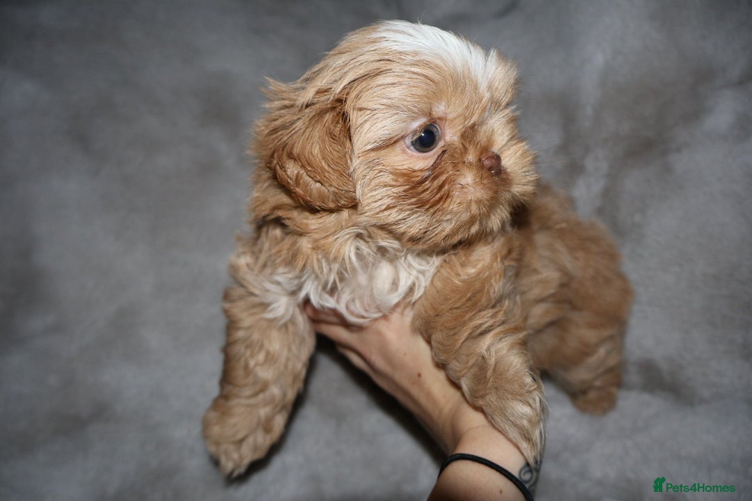 Shih Tzu dogs for sale: ✨️Exceptional Imperial Litter Ready Mid December✨️ - Advert 12
