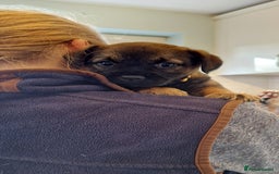 Border Terrier dogs for sale: DNA Health Tested Border Terrier pups (Boys) - Image 17