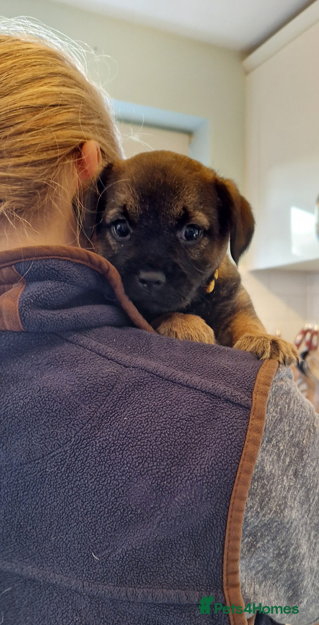 Border Terrier dogs for sale: DNA Health Tested Border Terrier pups (Boys) - Image 17