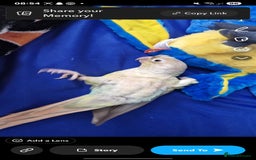 Conures birds for sale: Hand tame conure 10 months old  - Image 2