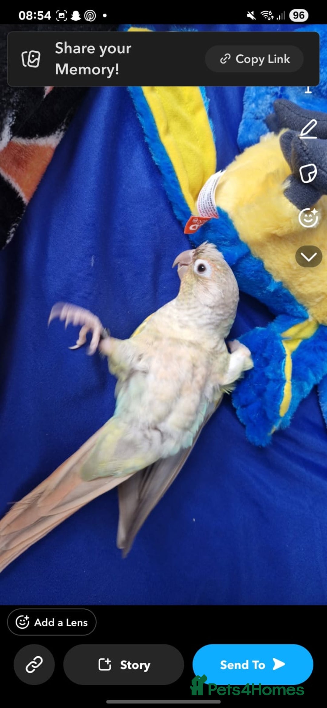 Conures birds for sale: Hand tame conure 10 months old  - Image 2