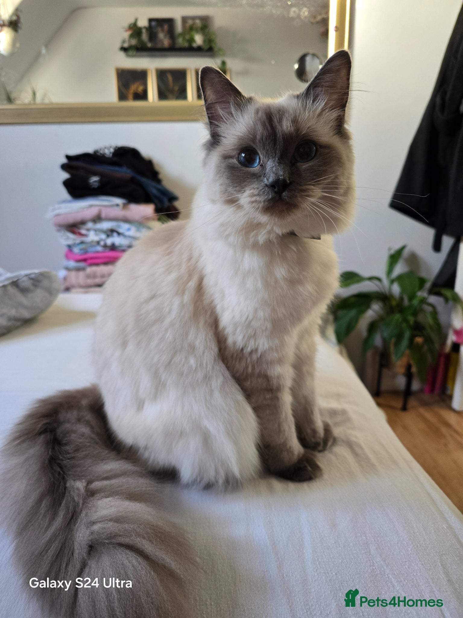 Ragdoll cats for sale: Gorgeous Ragdoll kittens  in Tetbury - Advert 14