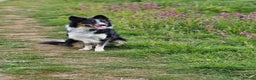 Border Collie dogs for stud: *STUD* Merlin - Advert 7