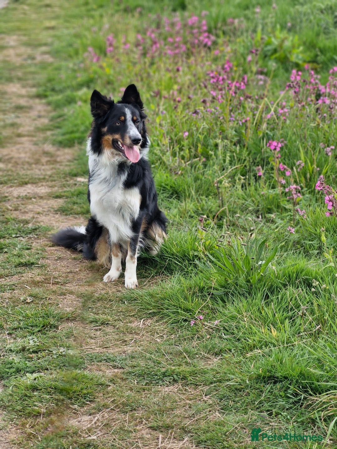 Border Collie dogs for stud: *STUD* Merlin - Image 7