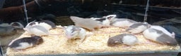 Rat rodents for sale: Dumbo Rats , Normal furred - Rex - Nakeds - Advert 12