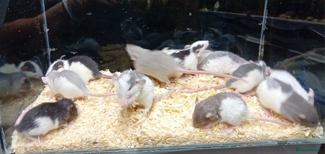 Rat rodents for sale: Dumbo Rats , Normal furred - Rex - Nakeds - Advert 12