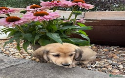Miniature Dachshund dogs for sale: 2 Male ready to leave Miniature Dachshund  - Image 3