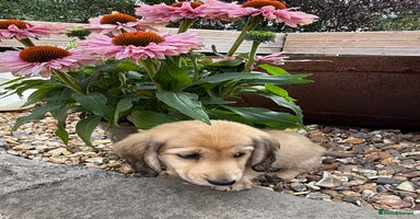 Miniature Dachshund dogs - Advert 3