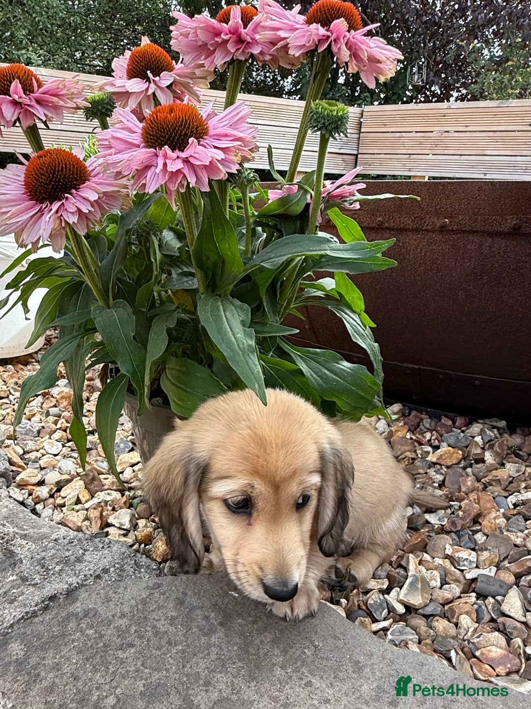 Miniature Dachshund dogs for sale: 2 Male ready to leave Miniature Dachshund  - Image 3